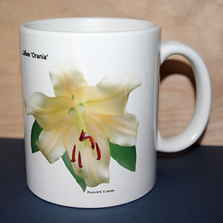 lily orania